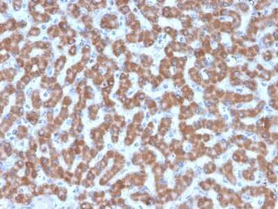 Prohibitin Antibody (PHB/3227)