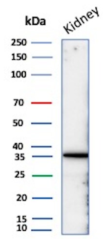 Napsin A Antibody (NAPSA/3305) Western Blot: Napsin A Antibody (NAPSA/3305) [NBP3-07866] -