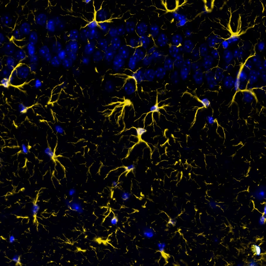 GFAP Antibody (ASTRO/1974R) Detection of GFAP in Mouse Brain Cortex via seqIF™ staining on COMET™