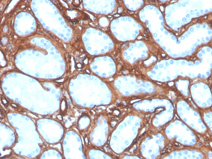 Collagen IV Antibody (COL4/4241R) - Azide and BSA Free