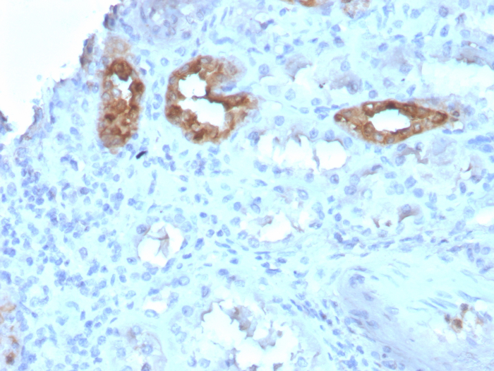 Calbindin D-28K Antibody (CALB1/3333) - Azide and BSA Free