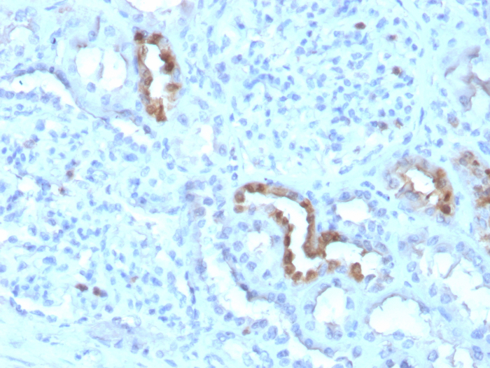 Calbindin D-28K Antibody (CALB1/3333) - Azide and BSA Free