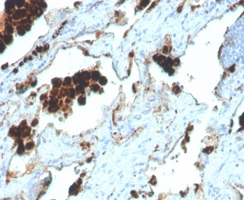Napsin A Antibody (NAPSA/4400R) - Azide and BSA Free