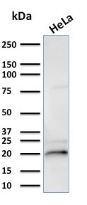 AlphaB Crystallin/CRYAB Antibody (CPTC-CRYAB-1) - Azide and BSA Free Western Blot: AlphaB Crystallin/CRYAB Antibody (CPTC-CRYAB-1) - Azide and BSA Free [NBP3-08380] -