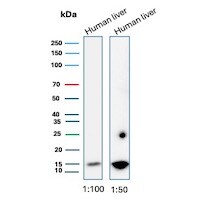 G-CSF Antibody (CSF3/3166R) - Azide and BSA Free Western Blot: G-CSF Antibody (CSF3/3166R) - Azide and BSA Free [NBP3-08381] -