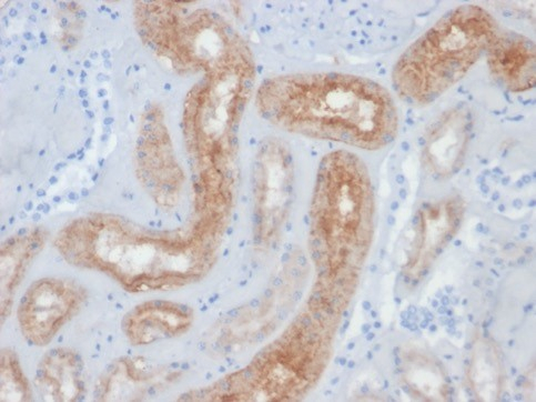 PSMA/FOLH1/NAALADase I Antibody (FOLH1/2354) - Azide and BSA Free