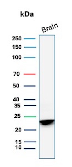 MBP Antibody (MBP/4277R) - Azide and BSA Free Western Blot: MBP Antibody (MBP/4277R) - Azide and BSA Free [NBP3-08388] -