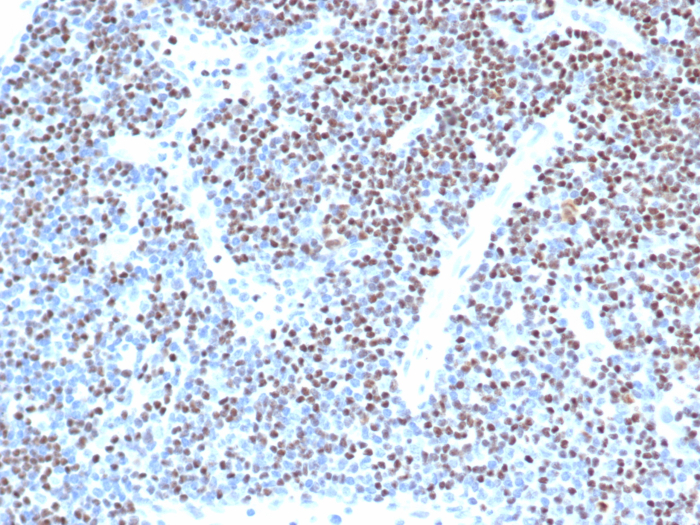 LEF1 Antibody (LEF1/341R) - Azide and BSA Free