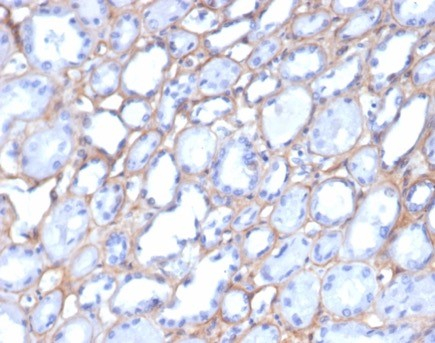 Collagen IV Antibody (M3F7) - Azide and BSA Free