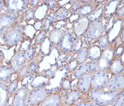 Collagen IV Antibody (M3F7) - Azide and BSA Free
