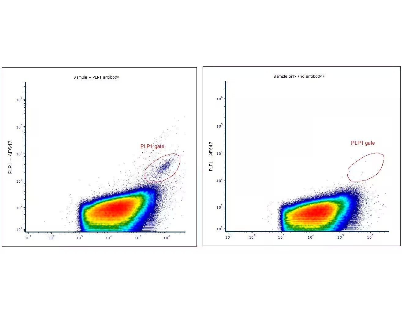 Myelin PLP Antibody (PLP1/4259) - Azide and BSA Free