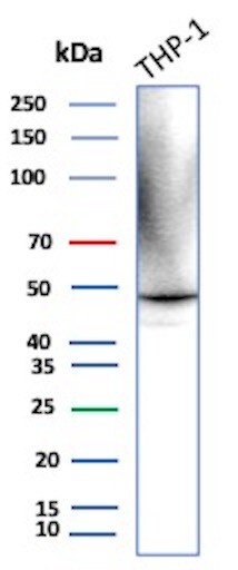 Ret Antibody (RET/2599) - Azide and BSA Free Western Blot: Ret Antibody (RET/2599) - Azide and BSA Free [NBP3-08578] -