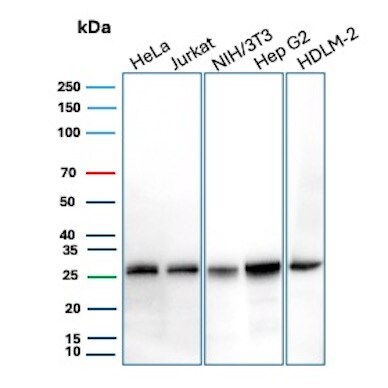 bcl-x Antibody (BCL2L1/1762) - Azide and BSA Free Western Blot: bcl-x Antibody (BCL2L1/1762) - Azide and BSA Free [NBP3-08580] -