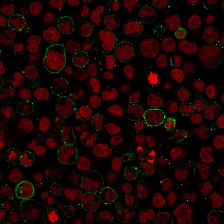 CD45 Antibody (PTPRC/1975R) - Azide and BSA Free Immunocytochemistry/ Immunofluorescence: CD45 Antibody (PTPRC/1975R) - Azide and BSA Free [NBP3-08910] -