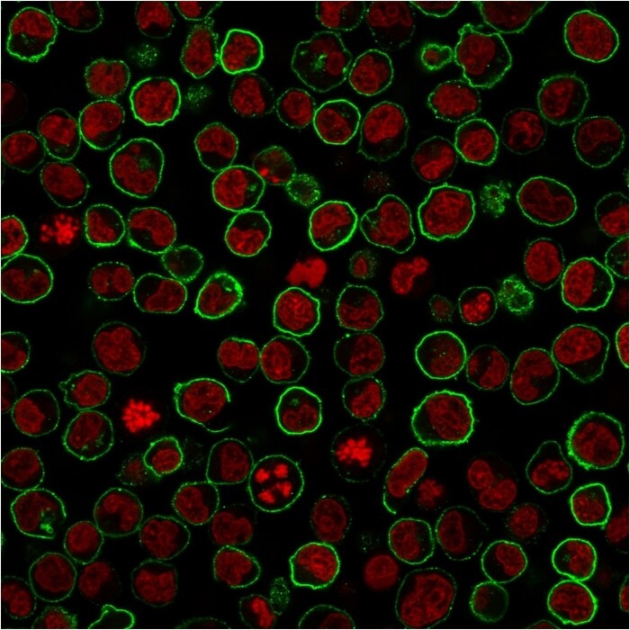 CD45RB Antibody (PTPRC/2877R) - Azide and BSA Free Immunocytochemistry/ Immunofluorescence: CD45RB Antibody (PTPRC/2877R) - Azide and BSA Free [NBP3-08924] -