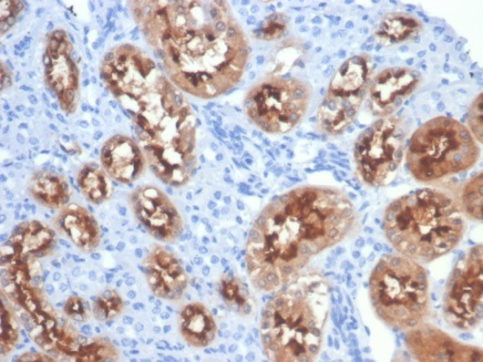 Villin 1 Antibody (VIL1/4107R) - Azide and BSA Free