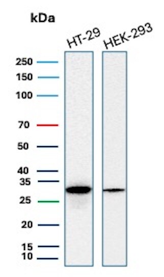 MTAP Antibody (rMTAP/1813) - Azide and BSA Free Western Blot: MTAP Antibody (rMTAP/1813) - Azide and BSA Free [NBP3-08964] -