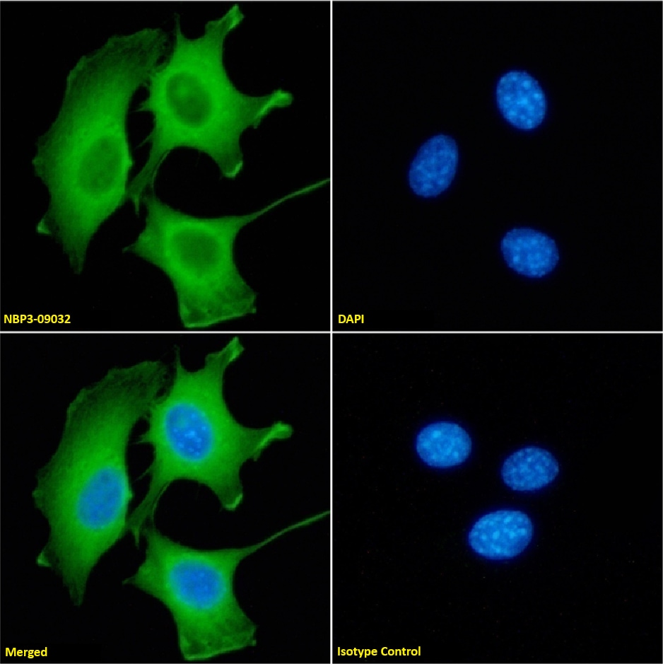 Galectin-9 Antibody (RG9-35) - Chimeric - Azide and BSA Free