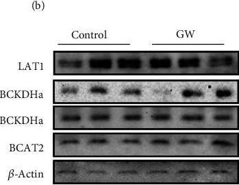 SLC7A5/LAT1 Antibody - BSA Free