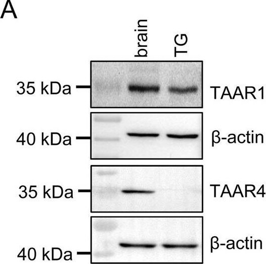 TAAR4 Antibody - BSA Free
