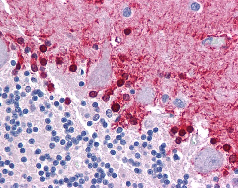 KLF2 Antibody