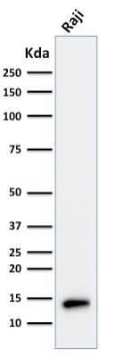 TCL1A Antibody (TCL1/2079) - Azide and BSA Free Western Blot: TCL1A Antibody (TCL1/2079) - Azide and BSA Free [NBP3-11312] -