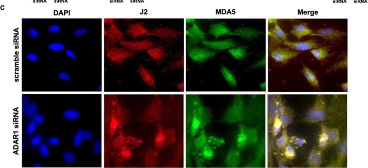 dsRNA Antibody (J2) - Azide and BSA Free