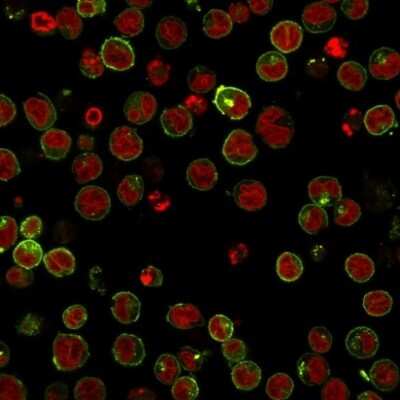 HLA DRB1 Antibody (SPM288) - Azide and BSA Free Immunocytochemistry/ Immunofluorescence: HLA DRB1 Antibody (SPM288) - Azide and BSA Free [NBP3-11419] -