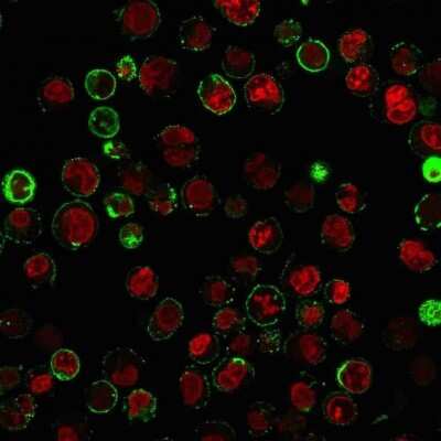 CD74 Antibody (LN-2 + CLIP/813) - Azide and BSA Free Immunocytochemistry/ Immunofluorescence: CD74 Antibody (LN-2 + CLIP/813) - Azide and BSA Free [NBP3-11423] -
