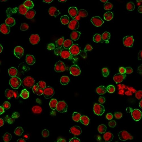CD45 Antibody (135-4C5) - Azide and BSA Free Immunocytochemistry/ Immunofluorescence: CD45 Antibody (135-4C5) - Azide and BSA Free [NBP3-11434] -
