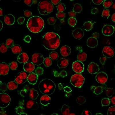CD43/Sialophorin Antibody (84-3C1) - Azide and BSA Free Immunocytochemistry/ Immunofluorescence: CD43/Sialophorin Antibody (84-3C1) - Azide and BSA Free [NBP3-11445] -