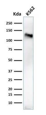 CD43/Sialophorin Antibody (84-3C1) - Azide and BSA Free Western Blot: CD43/Sialophorin Antibody (84-3C1) - Azide and BSA Free [NBP3-11445] -