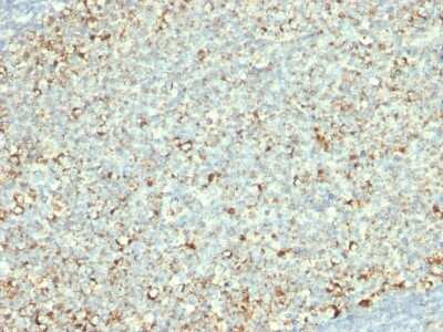Mitochondria Antibody (AE-1) - Azide and BSA Free Immunohistochemistry-Paraffin: Mitochondria Antibody (AE-1) - Azide and BSA Free [NBP3-11466] -
