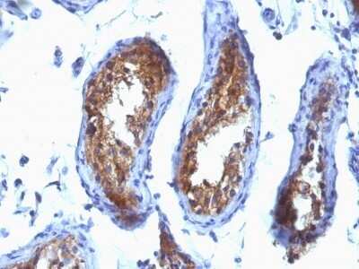 MVP Antibody (SPM280) - Azide and BSA Free Immunohistochemistry-Paraffin: MVP Antibody (SPM280) - Azide and BSA Free [NBP3-11472] -