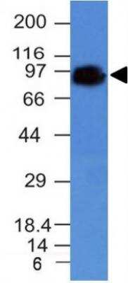 CD44 Antibody (HCAM/918) - Azide and BSA Free Western Blot: CD44 Antibody (HCAM/918) - Azide and BSA Free [NBP3-11479] -