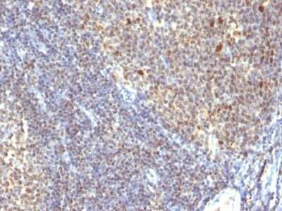 IPO-38 Antibody (SPM260) - Azide and BSA Free Immunohistochemistry-Paraffin: IPO-38 Antibody (SPM260) - Azide and BSA Free [NBP3-11492] -