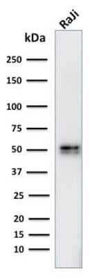 CD79A Antibody (IGA/764) - Azide and BSA Free Western Blot: CD79A Antibody (IGA/764) - Azide and BSA Free [NBP3-11494] -