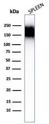 CD45RA Antibody (SPM504) - Azide and BSA Free Western Blot: CD45RA Antibody (SPM504) - Azide and BSA Free [NBP3-11502] -