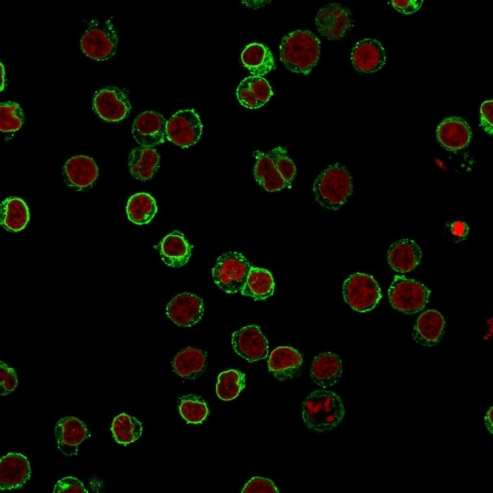 CD3 epsilon Antibody (B-B12) - Azide and BSA Free Immunocytochemistry/ Immunofluorescence: CD3 epsilon Antibody (B-B12) - Azide and BSA Free [NBP3-11505] -