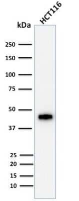 Cytokeratin 18 Antibody (DE-K18) - Azide and BSA Free Western Blot: Cytokeratin 18 Antibody (DE-K18) - Azide and BSA Free [NBP3-11516] -