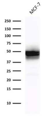 Cytokeratin 18 Antibody (DE-K18) - Azide and BSA Free Western Blot: Cytokeratin 18 Antibody (DE-K18) - Azide and BSA Free [NBP3-11516] -