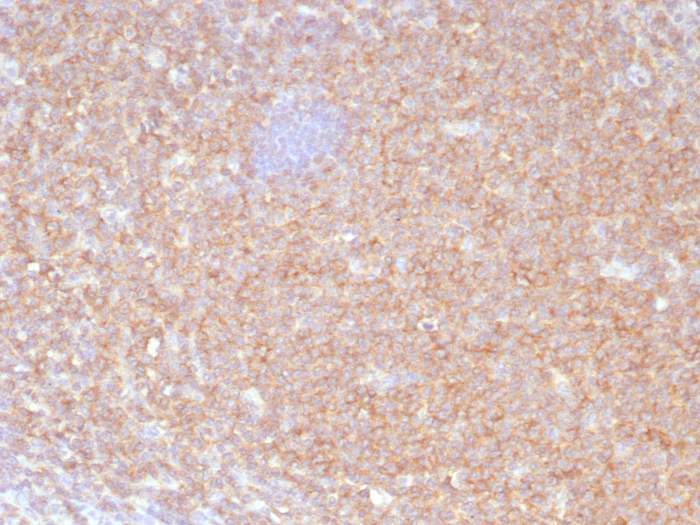HLA B Antibody (JOAN-1) - Azide and BSA Free