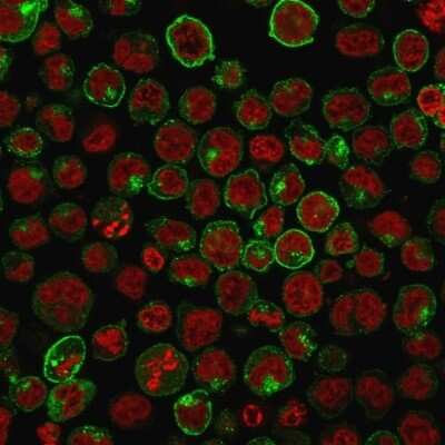 TfR (Transferrin R) Antibody (TFRC/1059) - Azide and BSA Free Immunocytochemistry/ Immunofluorescence: TfR (Transferrin R) Antibody (TFRC/1059) - Azide and BSA Free [NBP3-11522] -