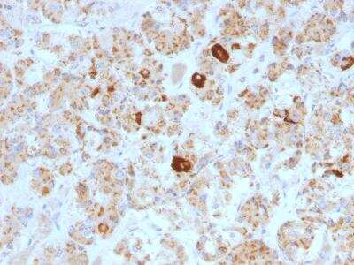 LH beta Antibody (SPM103) - Azide and BSA Free Immunohistochemistry-Paraffin: LH beta Antibody (SPM103) - Azide and BSA Free [NBP3-11530] -