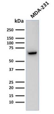 GnRHR Antibody (F1G4) - Azide and BSA Free Western Blot: GnRHR Antibody (F1G4) - Azide and BSA Free [NBP3-11541] -