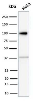 MVP Antibody (1014) - Azide and BSA Free Western Blot: MVP Antibody (1014) - Azide and BSA Free [NBP3-11555] -