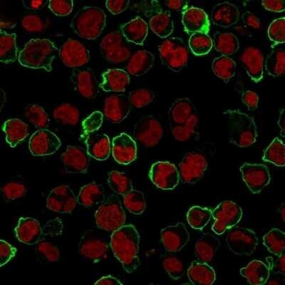 CD43/Sialophorin Antibody (Bra7G) - Azide and BSA Free Immunocytochemistry/ Immunofluorescence: CD43/Sialophorin Antibody (Bra7G) - Azide and BSA Free [NBP3-11562] -