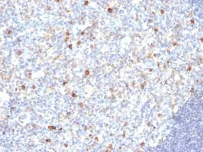 IgM Antibody (SPM188) - Azide and BSA Free Immunohistochemistry-Paraffin: IgM Antibody (SPM188) - Azide and BSA Free [NBP3-11563] -