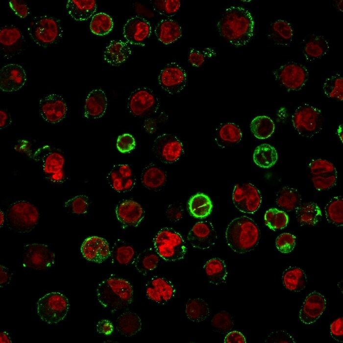 CD74 Antibody (CLIP/813) - Azide and BSA Free Immunocytochemistry/ Immunofluorescence: CD74 Antibody (CLIP/813) - Azide and BSA Free [NBP3-11568] -