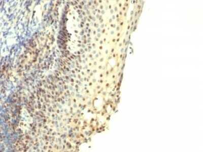 IPO-38 Antibody (IPO-38) - Azide and BSA Free Immunohistochemistry-Paraffin: IPO-38 Antibody (IPO-38) - Azide and BSA Free [NBP3-11569] -